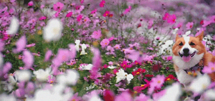 que-ver-en-melbourne